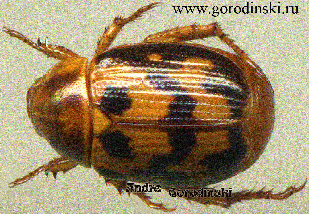 http://www.gorodinski.ru/scarabs/Anomala protea.jpg